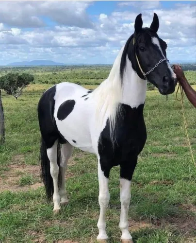 CAVALOS À VENDA