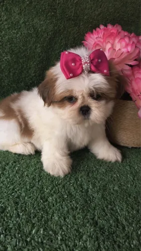 Filhote de Shih Tzu disponível