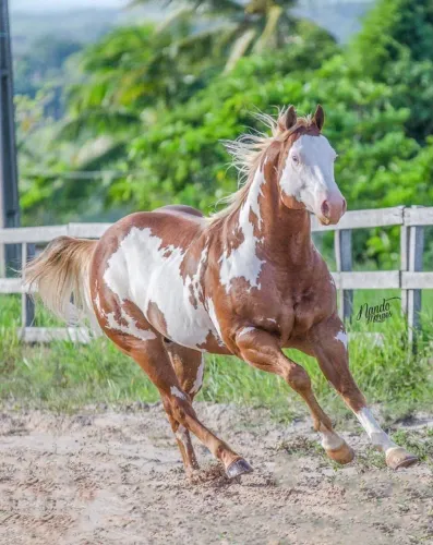 Garanhão Victorliou homozigoto
