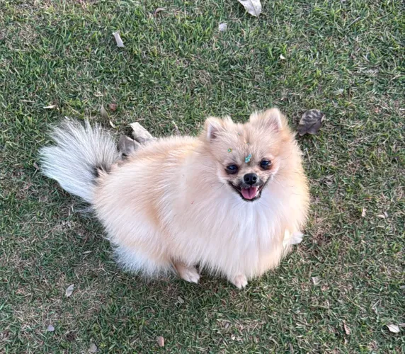 Lulu da Pomerânia