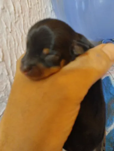 Pinscher 
