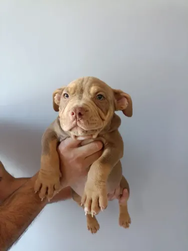 American Bully com pedigree