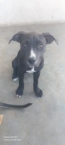 Pitbull pra vender 300 rais 4 meses vermifugados e bem docil 