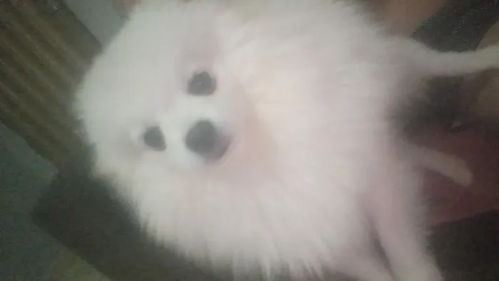 Lulu da Pomerânia Branco Mini