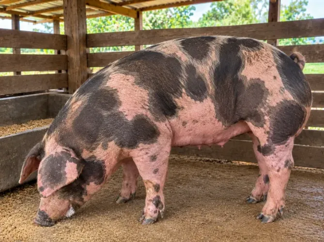 LOTE DE SUÍNOS COM GENÉTICA BIRIBA