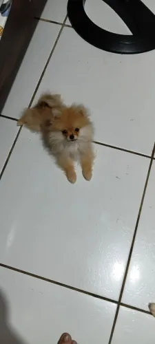 Spitz alemão lulu da pomerania mini macho