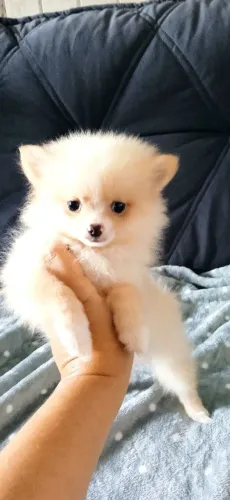 Machinho de Spitz (Lulu)