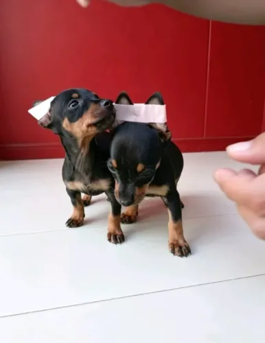 Pinscher Mini de Apartamento