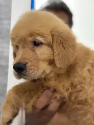Perfeitinha golden retriever