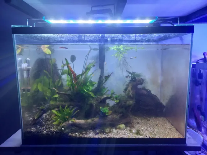 Aquario 50 litros