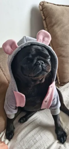 Pug (motivo: viagem para fora do Brasil)
