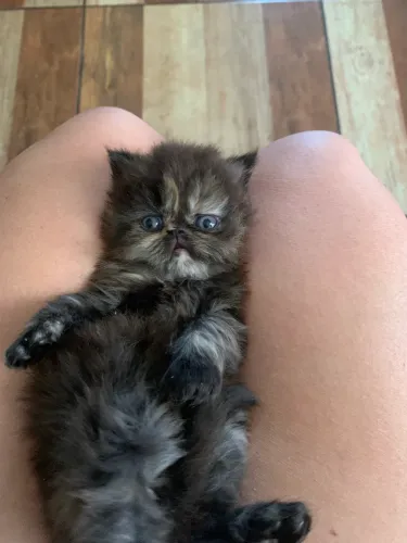 Gatos persas 