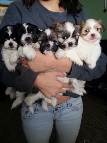 Shih Tzu Filhotes disponíveis com atendimento personalizado