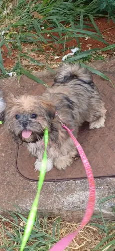 Shih Tzu