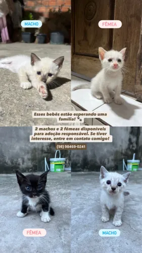 Gatinhos esperando por um lar