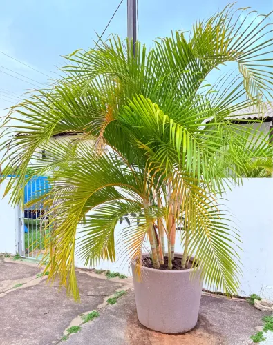 Vaso de planta com Palmeiras