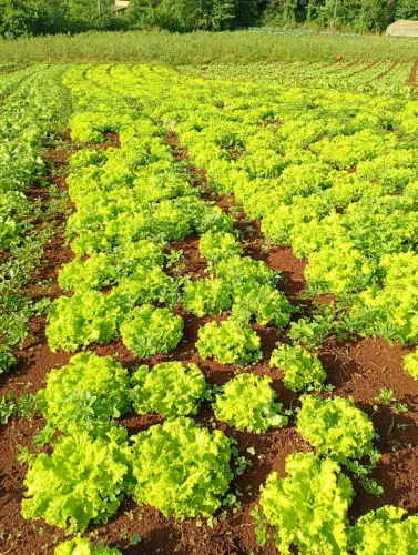 Verduras em geral 
