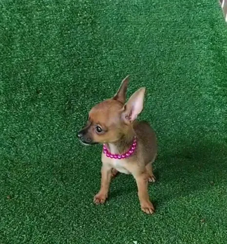 Pinscher Lisbela vacina importada 