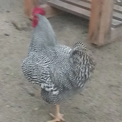 Pinto de plimolt rok