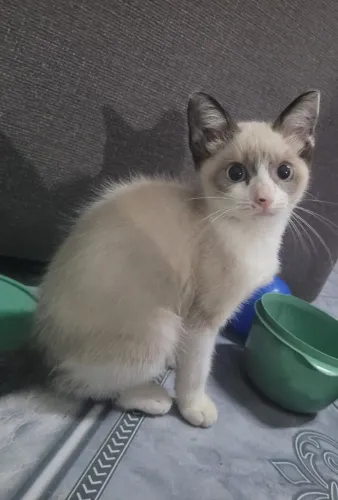 Gata