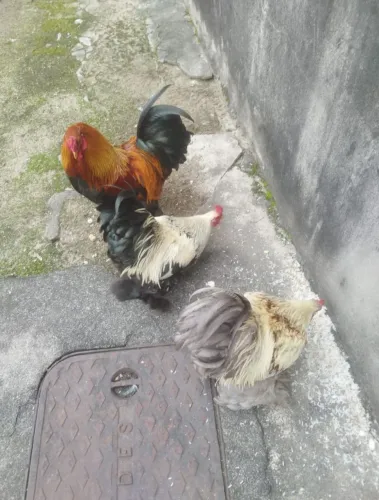 Vendo Galos