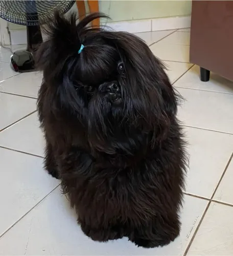 Shih Tzu Todo Preto Raro