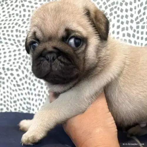 Bebezinho pug saudável e ativo com procedência garantida em contrato