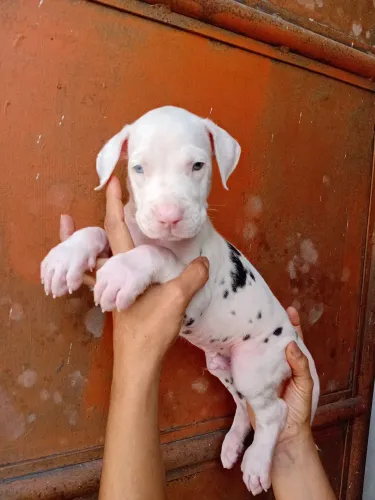 Dogue Alemão Arlequim filhotes macho dos olhos azuis.