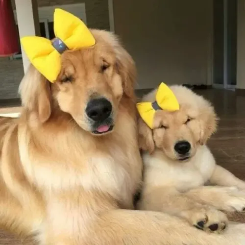 Golden retriever charmoso