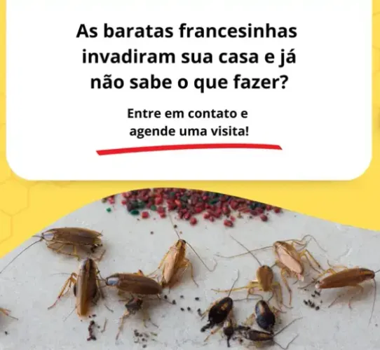 Dedetização contra baratas em Goiânia sem riscos a humanos e pets