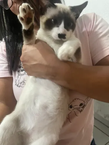 GATO DOACAO MACHO