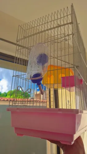 Gaiola pra Ramister nova com todos acessórios