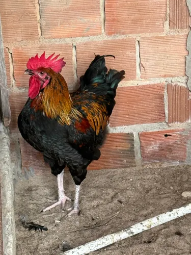 Vende-se Galos 