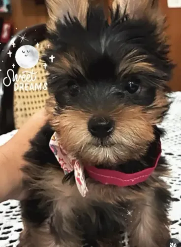 Yorkshire machinho 60 dias nascido