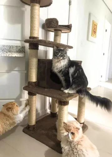 Arranhadores, torre e tocas para gatos 