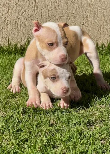 PITBULL FILHOTES RED NOSE PUROS PARCELO NO CARTAO