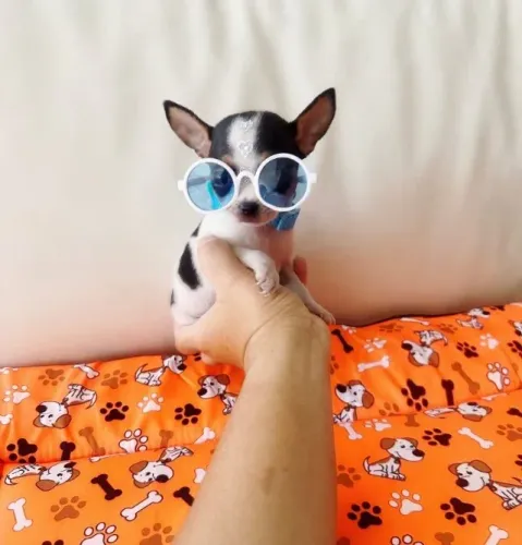 Pinscher 0 -Parcelamos em até 12x ou 18x no cartão 