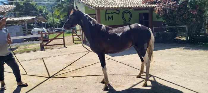 Potro pampa de preto castrado lindo