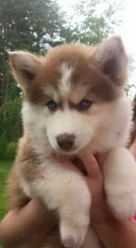 Husky siberiano Veja as informações deste doguinho disponível