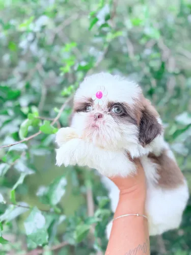 Shihtzu fêmea