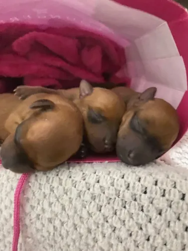 Vende se filhotes de Pinscher 