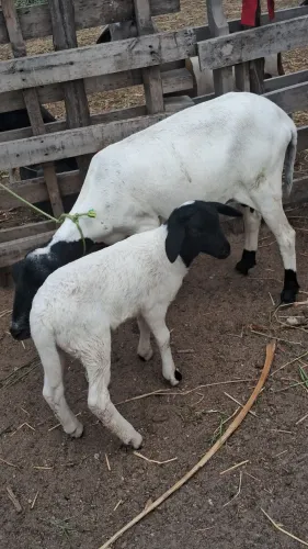 Ovelha parida