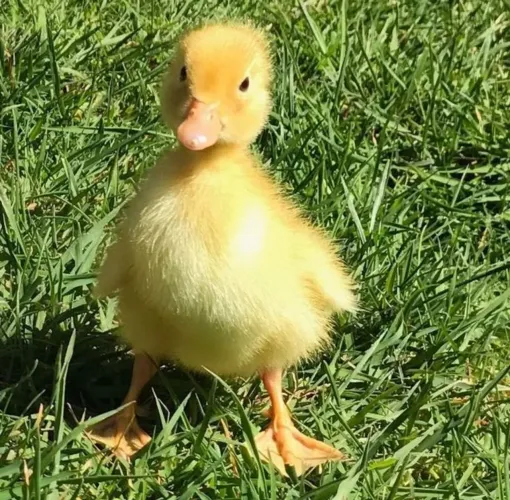 Procuro Pato filhote