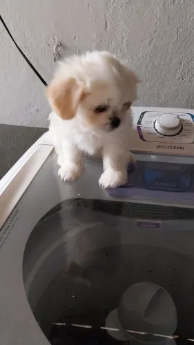 Cachorrinho