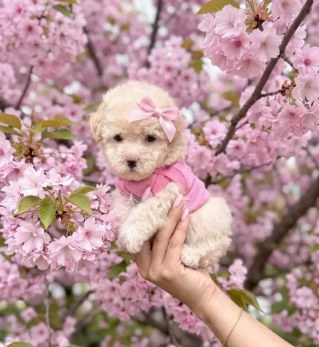 Poodle toy mini 