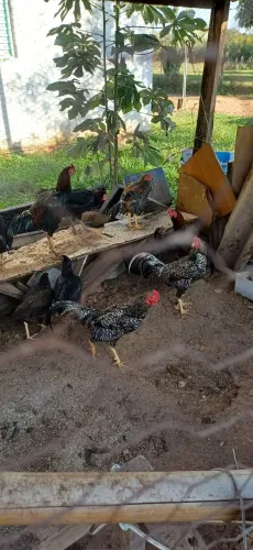 Galinha caipira