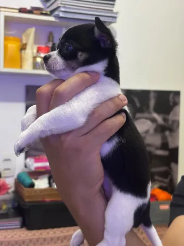 Chihuahua pelo curto (fêmea)