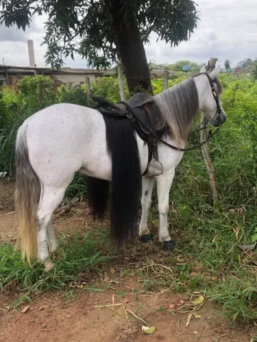 Cavalo baixeiro 