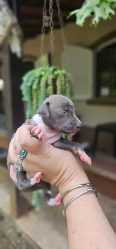 Galgo Italiano MACHO CINZA - Lindissimo