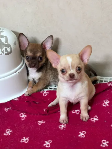 CHIHUAHUA 